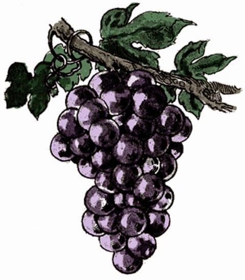 Grapes Clip Art 052815» Vector Clip Art - Free Clip Art Images