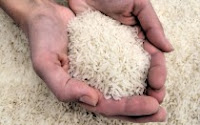 radiation in rice found in japan