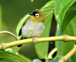 jenis-jenis burung pleci