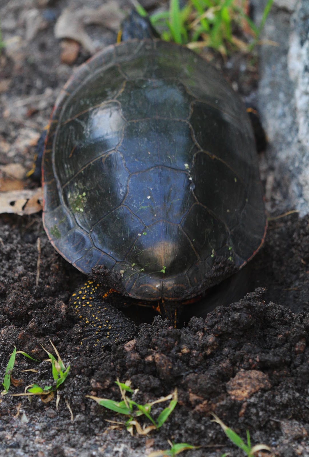 All of Nature Painted Turtle Lays Eggs