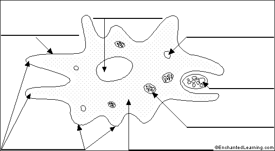 Bradford Science Center: Cells - 3rd Grade diagram of binary fission in amoeba 