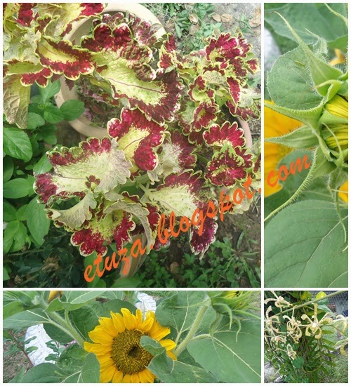 Pesona Bunga Ati Ati Di Laman Etuza 6