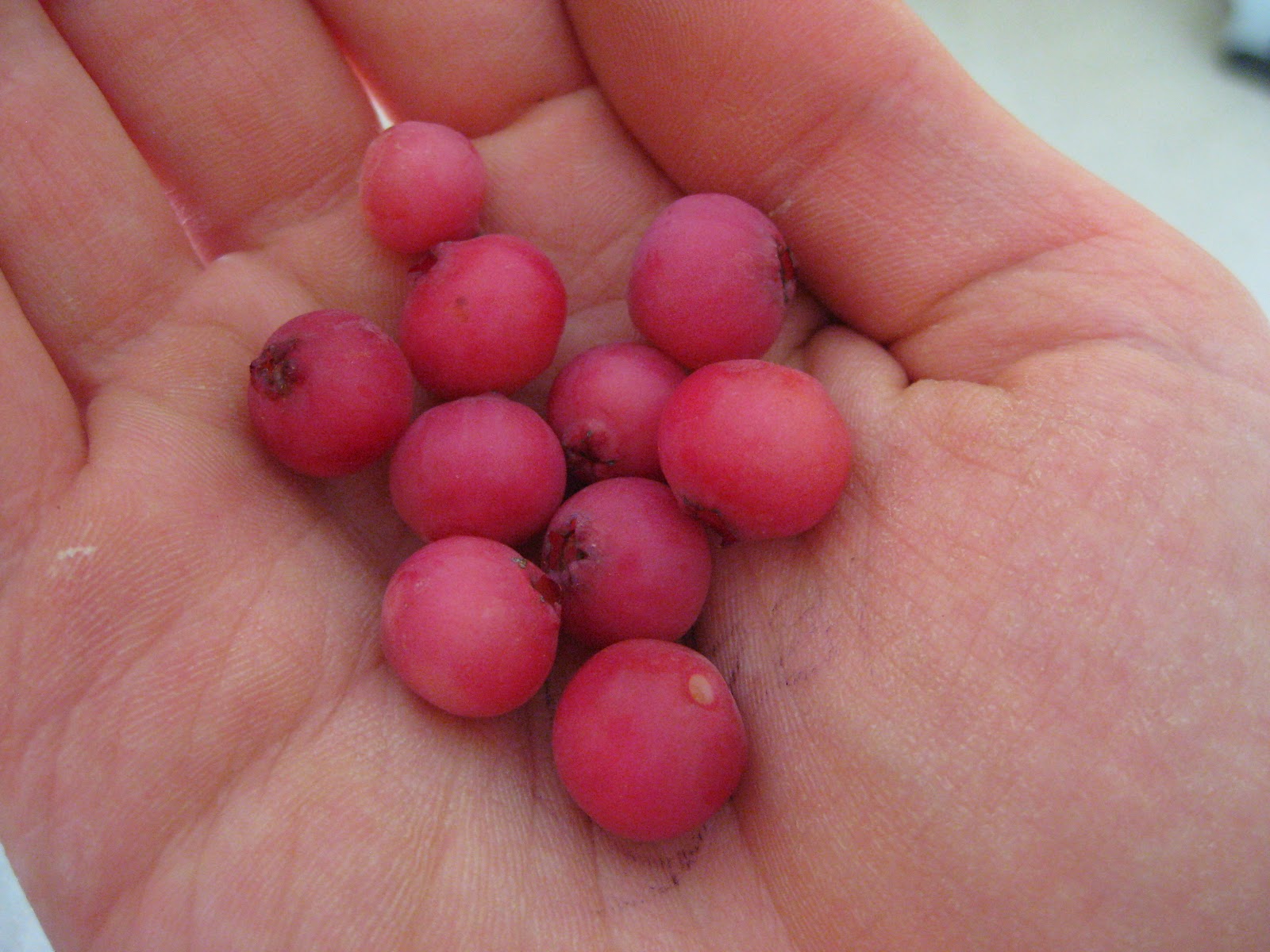 Pink Blueberries: They're Real! – Vander Giessen Nursery, Inc.