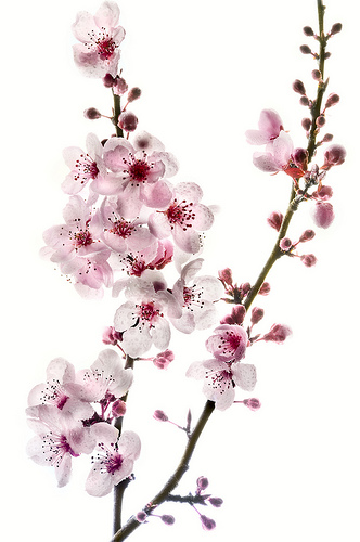 Cherry blossoms are a symbol of the fragility of life and how quickly it can