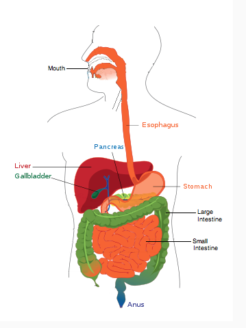 Biology - The Digestive Sytem: Draw and label a diagram of the