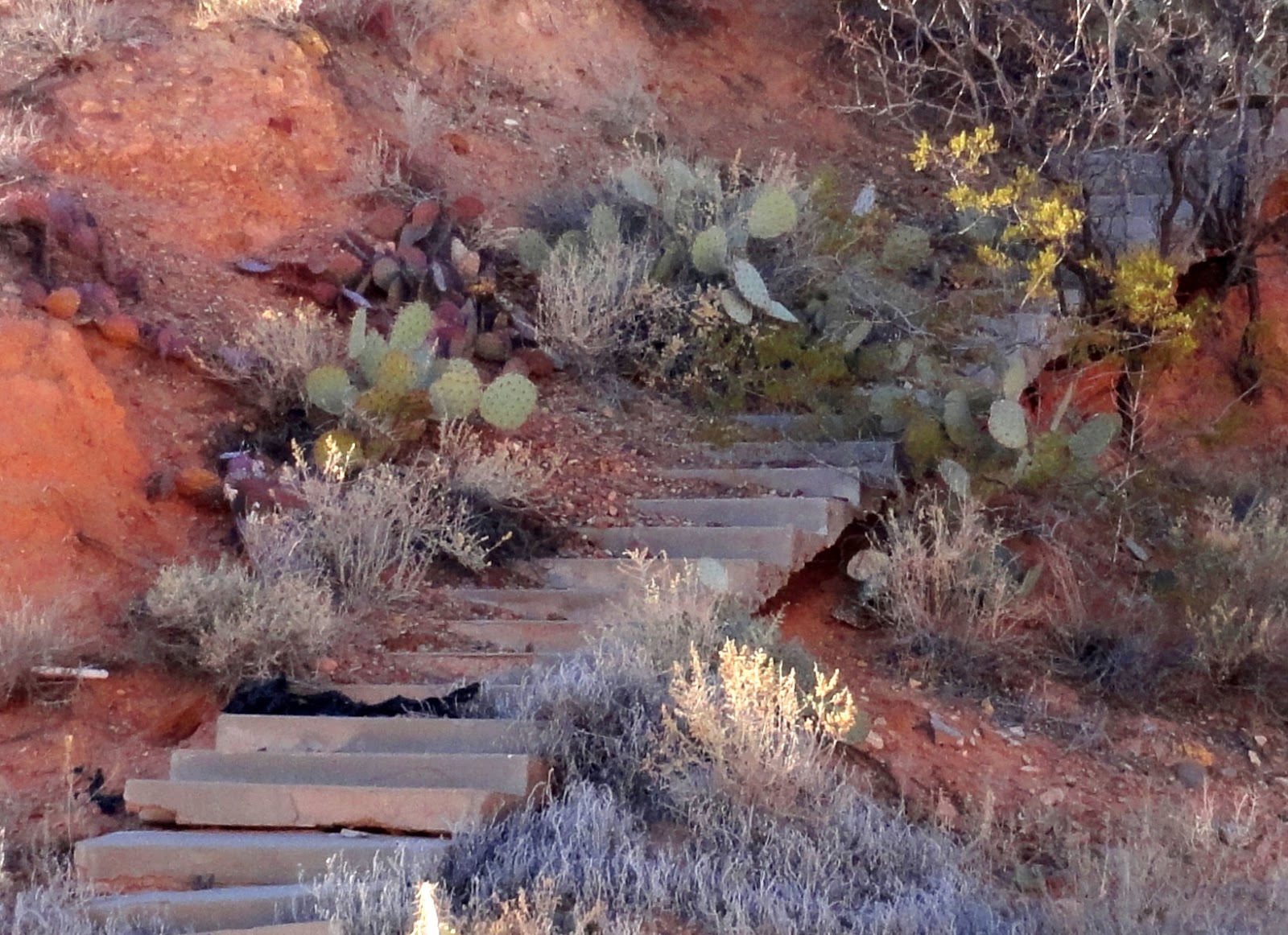 danger garden A few driveby’s in T or C, New Mexico...