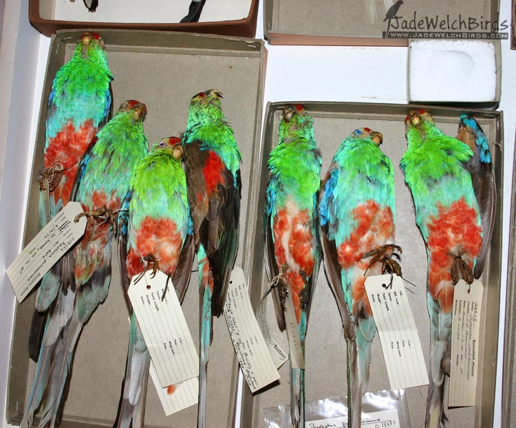 museum paradise parrot termite mound jadewelchbirds.com jade welch birds