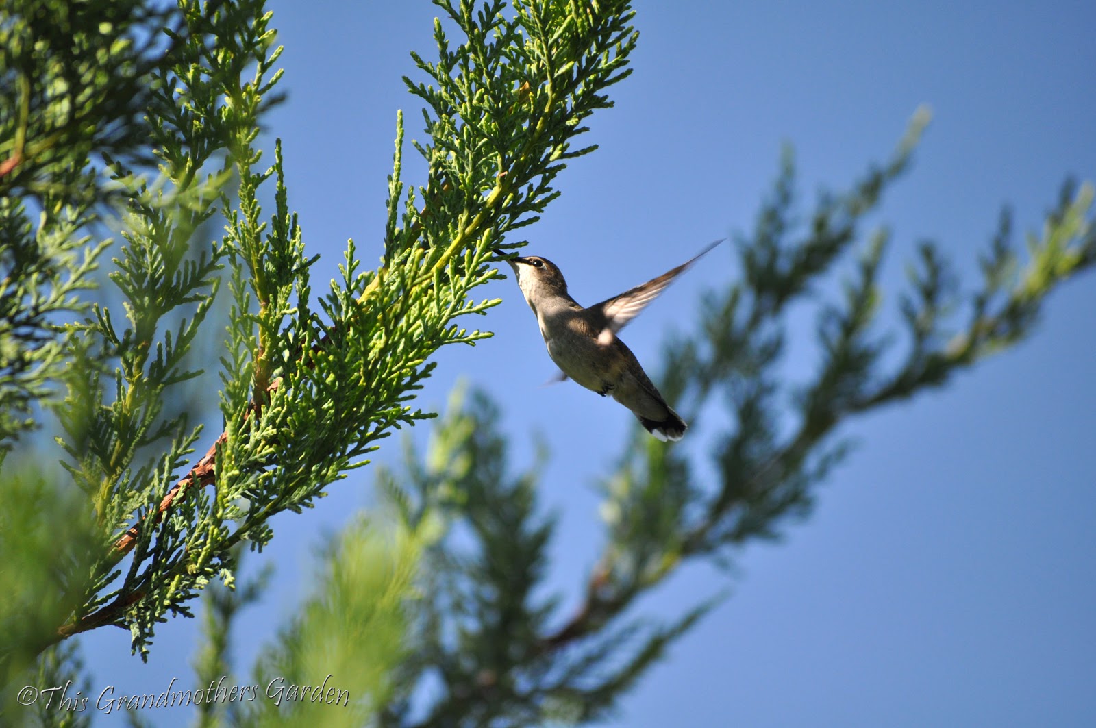 This Grandmother's Garden Where Hummingbirds Gather