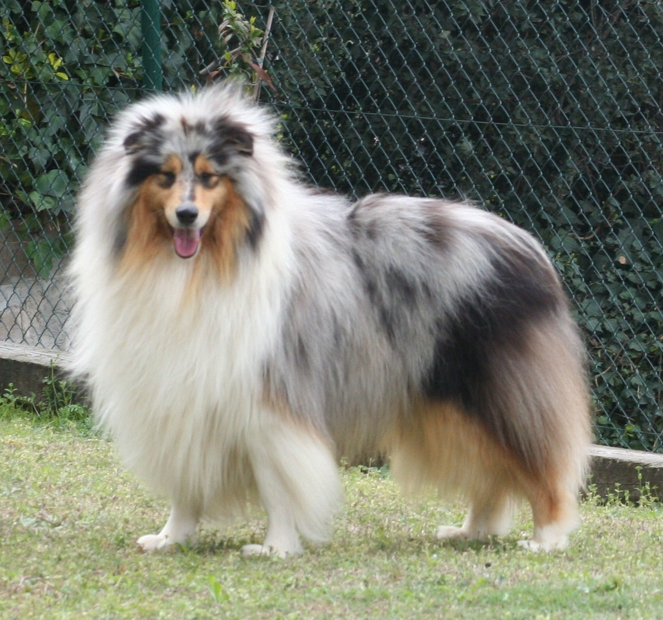 ROUGH COLLIE PSH magazine