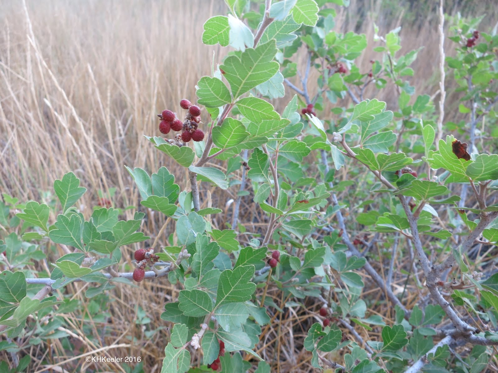 A Wandering Botanist Plant StoryThreeLeaf Sumac