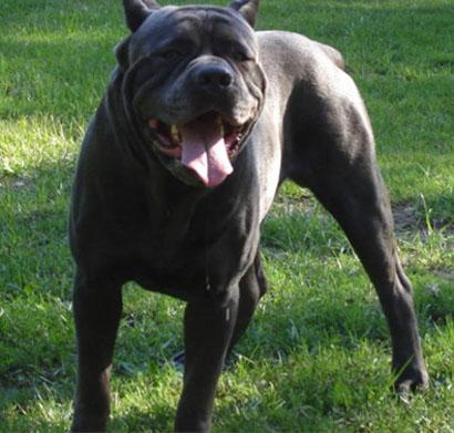 Dog Wallpapers Album: Cane Corso Dog Breed Pictures