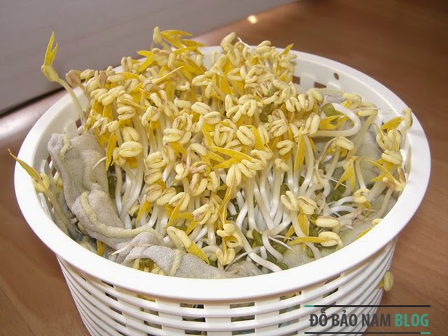 Cách tự làm giá đỗ tại nhà đơn giản nhất Cách tự làm giá đỗ tại nhà đơn giản nhất