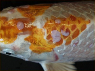 Shiny Growth on Ponf Fish displaying Carp Pox