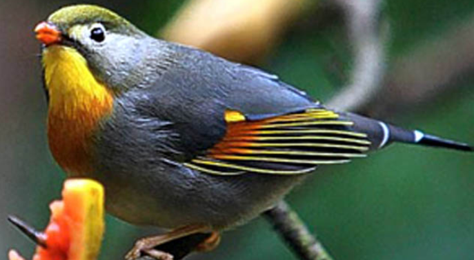 Pahami Aksara Burung Robin Burung Muda Beng