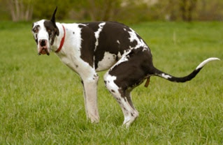 Dog Poop