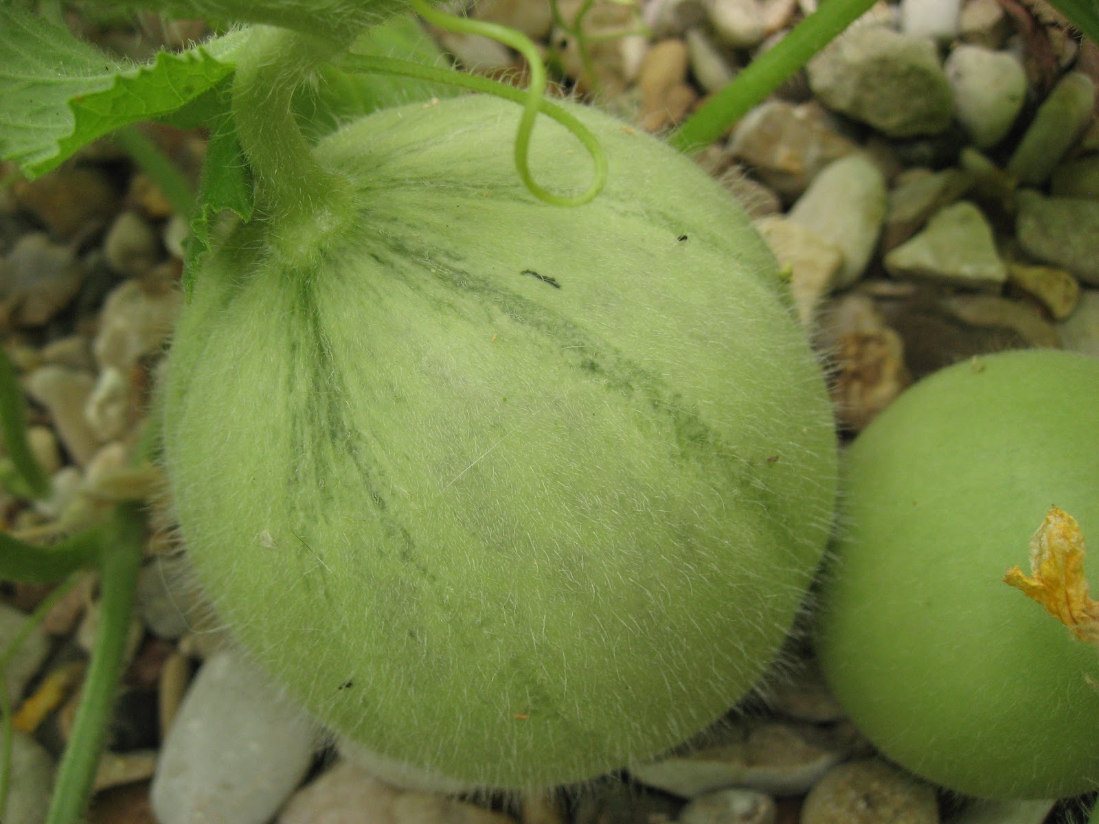 Green House, Good Life The Case of the Hairy Watermelon