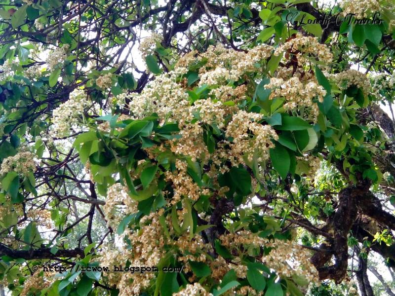 Godawari Botanical Garden Nepal