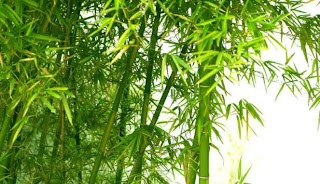 manfaat daun bambu