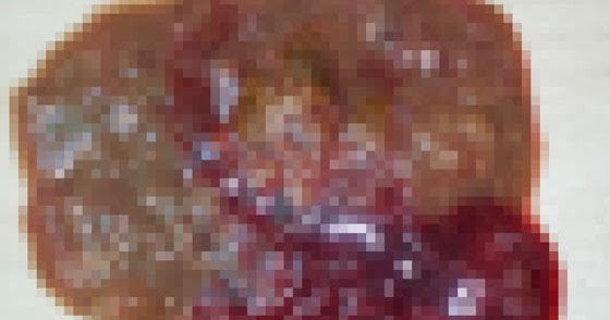 shih tzu pooping blood my dogs me oh bloody shih tzu pooping blood my dogs me oh bloody