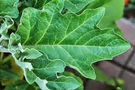 கத்திரிக்காய் மருத்துவ பயன்கள் owshadham ஔசதம் brinjal maruthuva payangal. brinjal root, brinjal leaves, brinjal plant. blood pressure blood blocks katharikaai, katthari kaai in englsish, kattharikaai botanical name, aasthuma, asthumaa, ashthuma, asthuma, moochu kuzhai, moochu kulaai, moochu kuzhal, vali, etchi surkka, udal edai kuraiya, koluppu karaiya, rattha kuzhai adaippu, ratha kuzhai adaippu, mugam sivappu, kaathu vali, pungal, rattha koluppu, rattha kozhuppu suttha padutha, prinjal in tamil, katthari kaai botanical name.