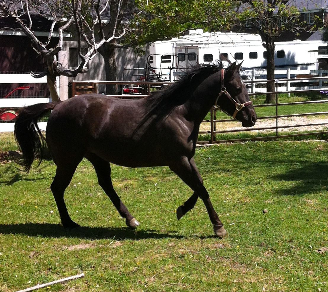 Roan River Ranch Quarter Horses 2006 Black Shining Spark Bred Broodmare