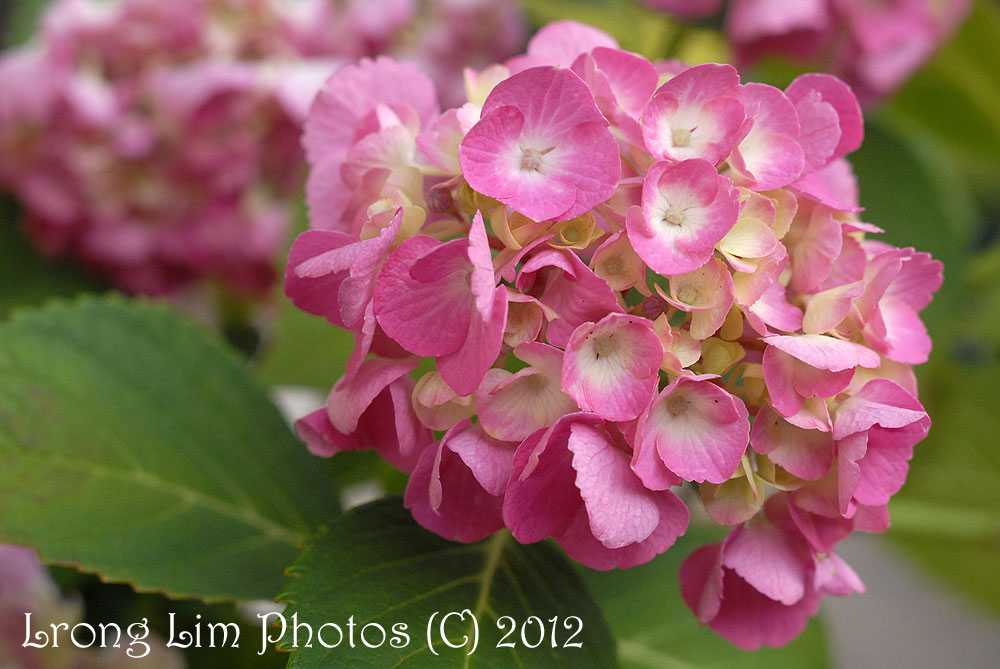 Potager Y Japan Flowers in the rainy season...