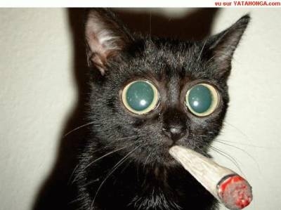 un-chat-qui-fume.jpg