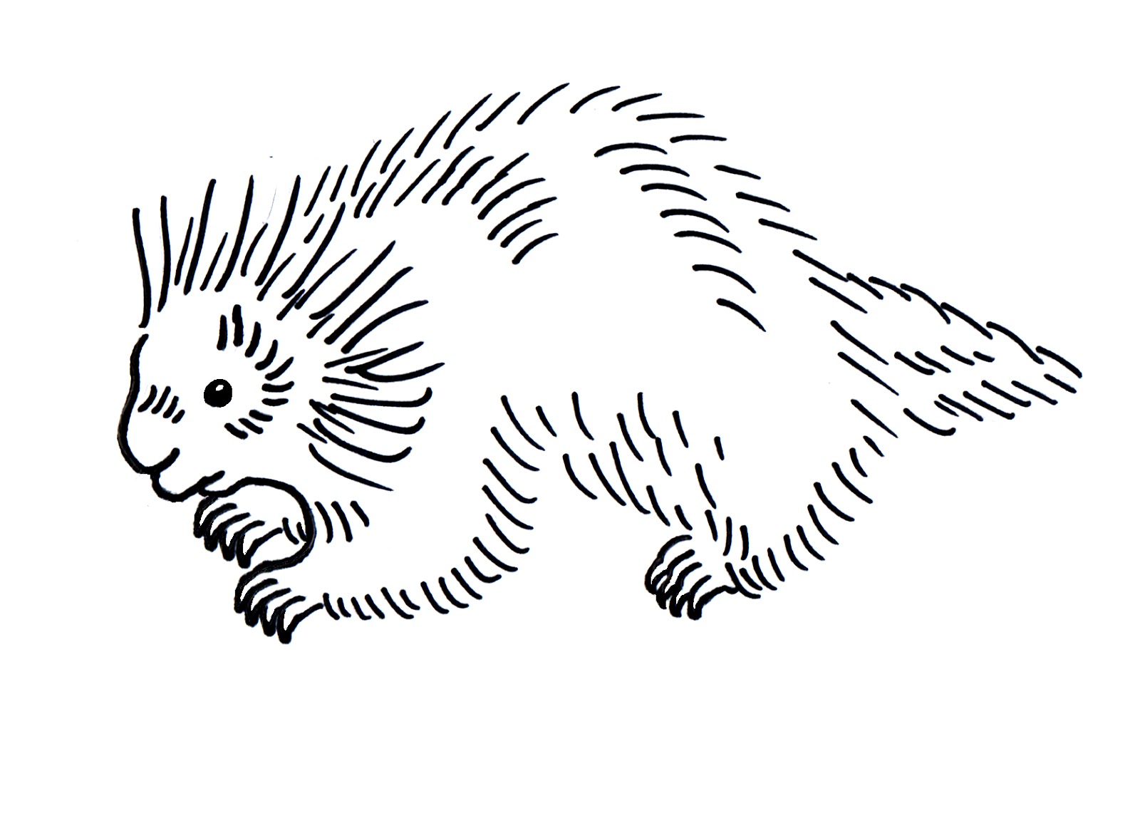 Porcupine Drawing