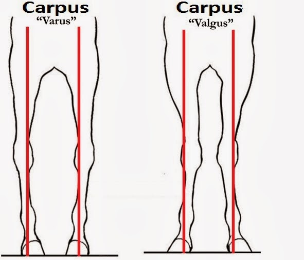 Y CABALLO Desviaciones Articulares en los potros ``Carpus Varus´´