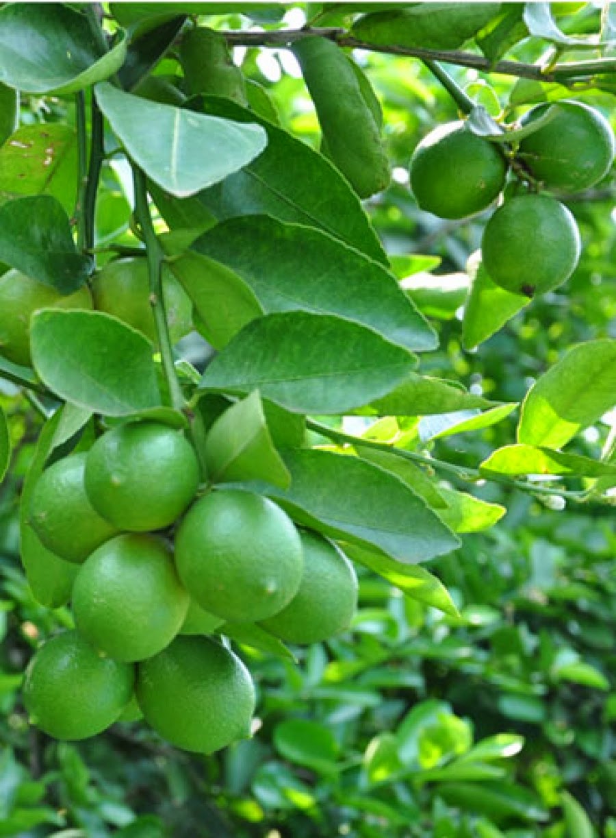 Thiết kế thi công sân vườn, thiết kế vườn cây ăn trái.LH : 09133.42211 - 15