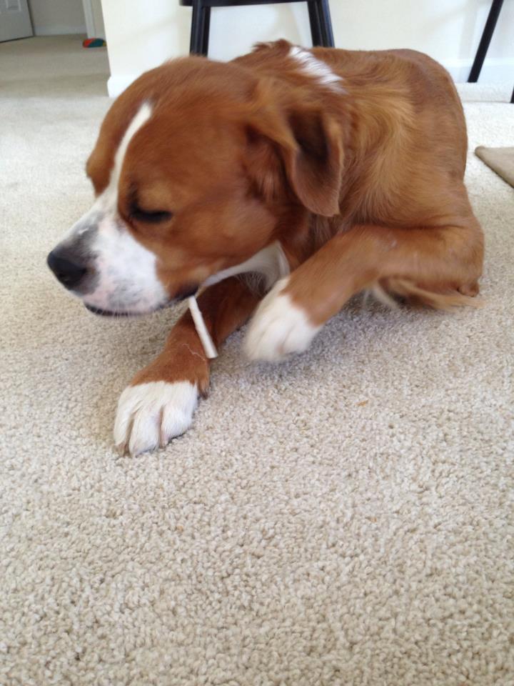 can dogs eat popsicles hudson and company rawhide puppy popsicle recipe can dogs eat popsicles hudson and company rawhide puppy popsicle recipe