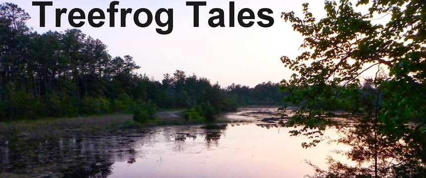Treefrog Tales
