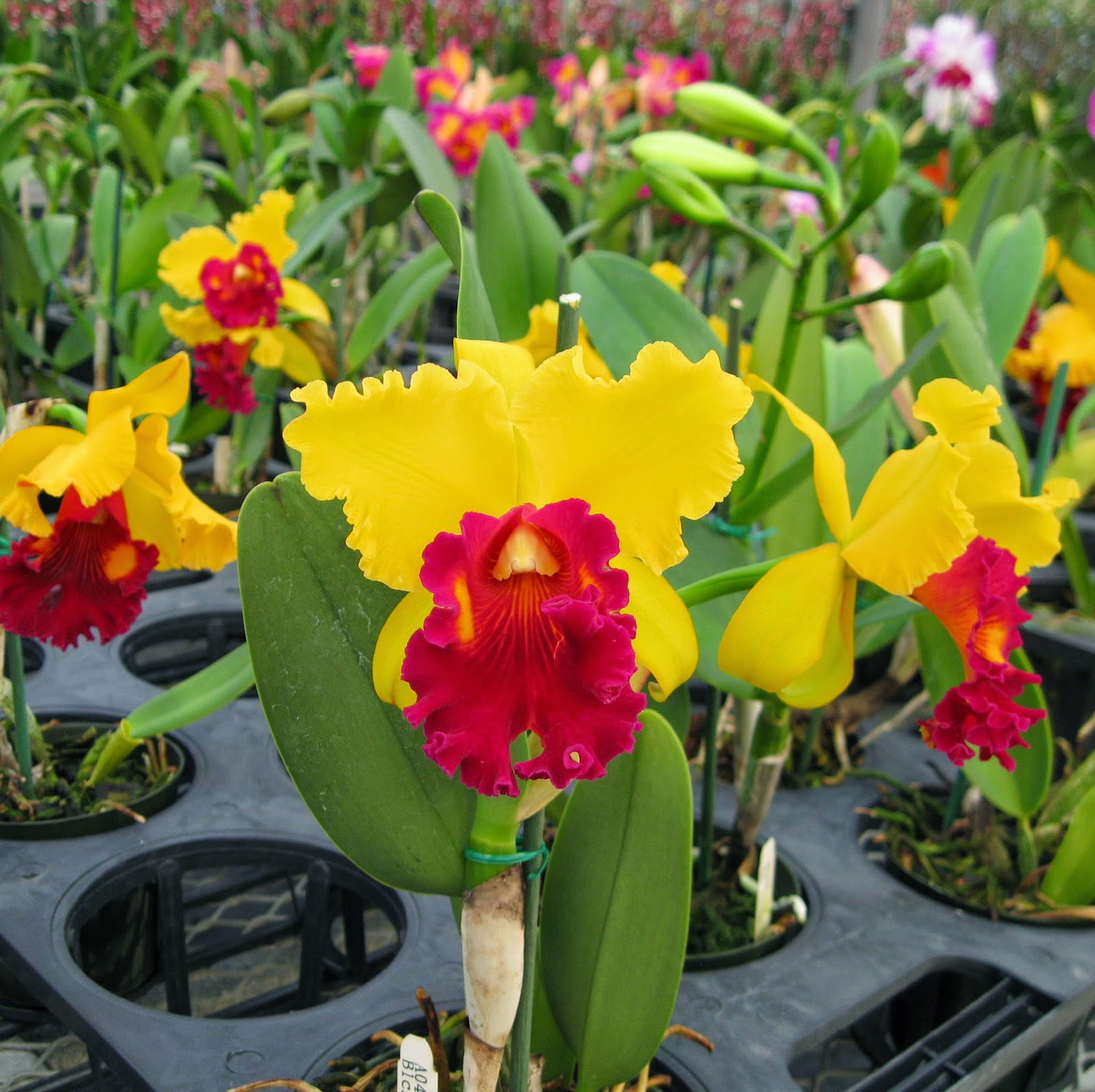 Ten of the Most Beautiful Cattleya Orchid Flowers