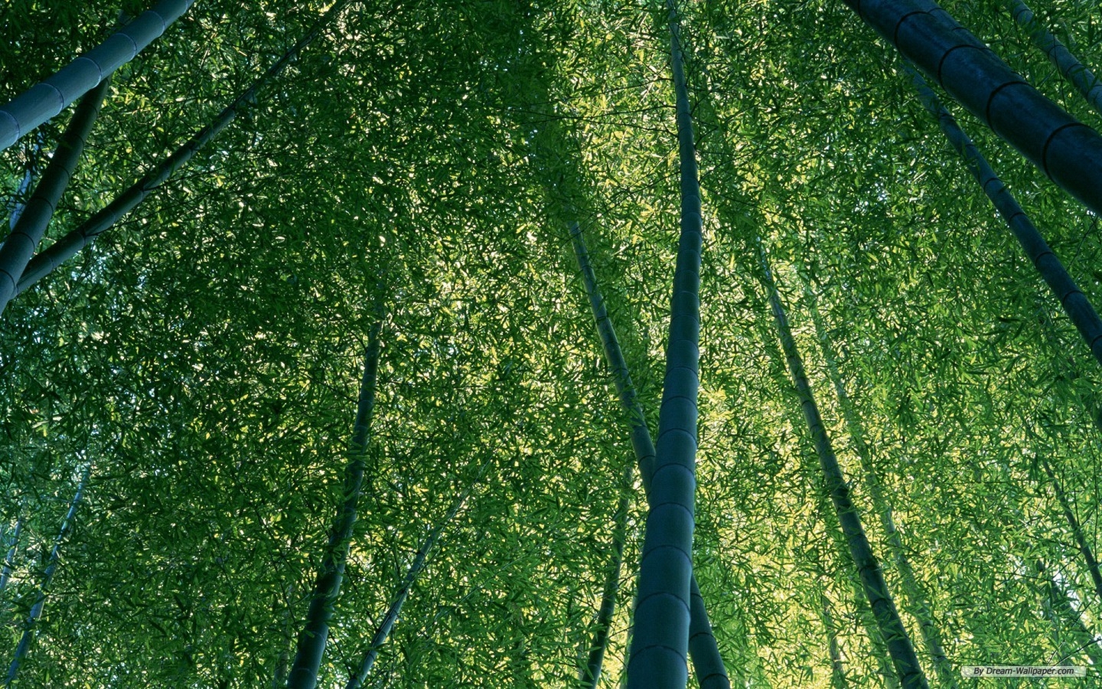 http://4.bp.blogspot.com/-LLeYVmyqSNE/T_-PzokzbMI/AAAAAAAAAOU/YxywtLYNa48/s1600/bamboo-forest-wallpapers.jpg
