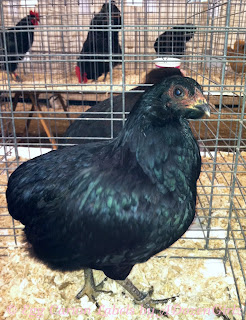 This was an beautiful Araucana hen that was shown by a college student from Connecticut who breeds them for love of the breed. Note the rumplessness that is one of the hallmarks of this breed. This was an beautiful Araucana hen that was shown by a college student from Connecticut who breeds them for love of the breed. Note the rumplessness that is one of the hallmarks of this breed.