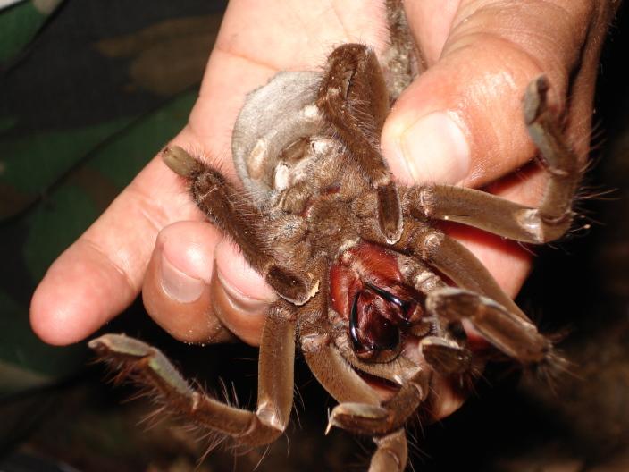 Amazing Tarantula spider Giant Tarantula Facts, Photos, Information, Habitats, News World
