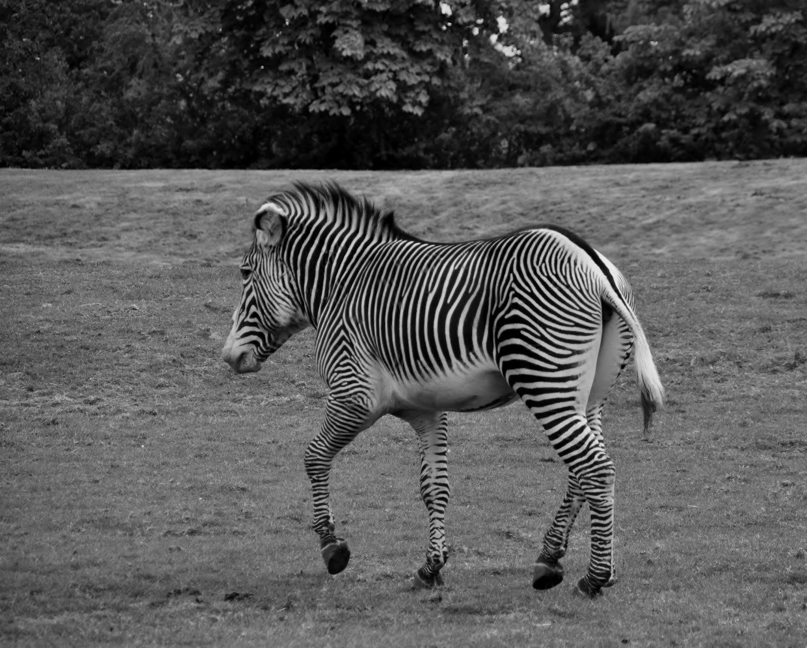 rambles with a camera Zebras