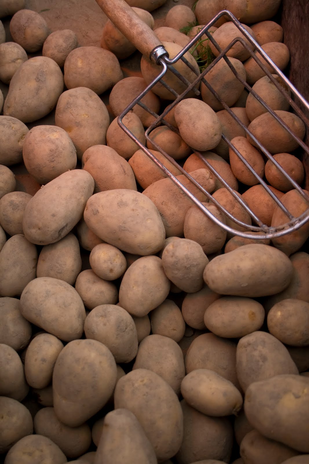 when to harvest potatoes