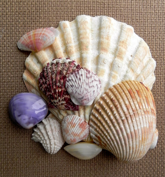 Summerland Cottage Studio Collecting Seashells