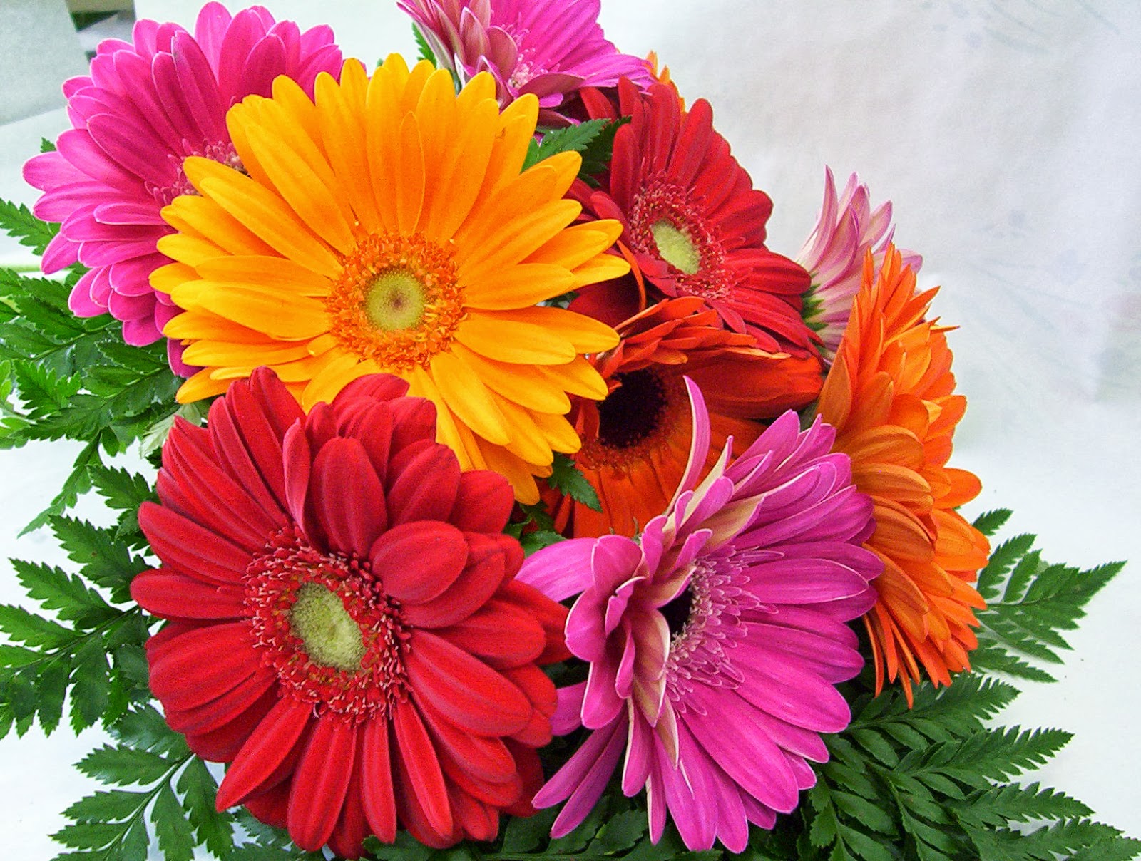 Flower Homes Gerbera Flowers
