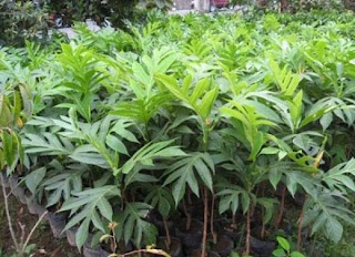 jual bibit sukun di solok