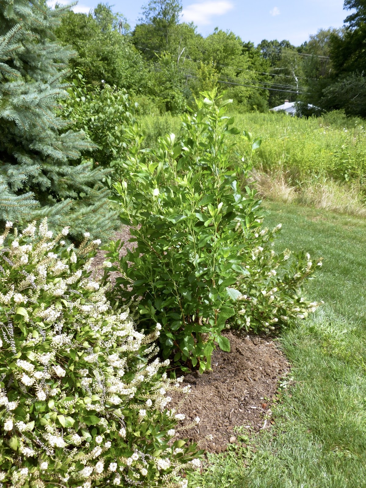 Plant Inventory at 20 Timothy Clethra alnifolia / Summersweet