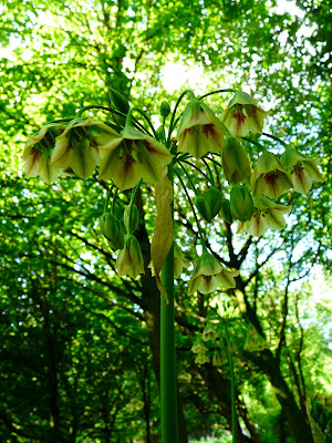 Honey Garlic, Greenbank Park