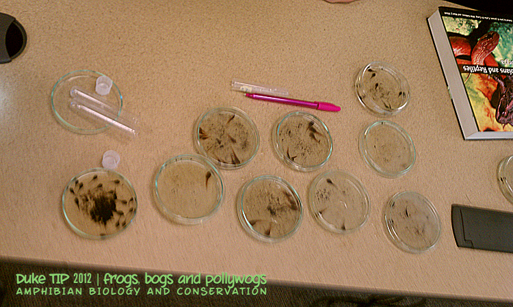 A2 biology coursework woodlice 06 image