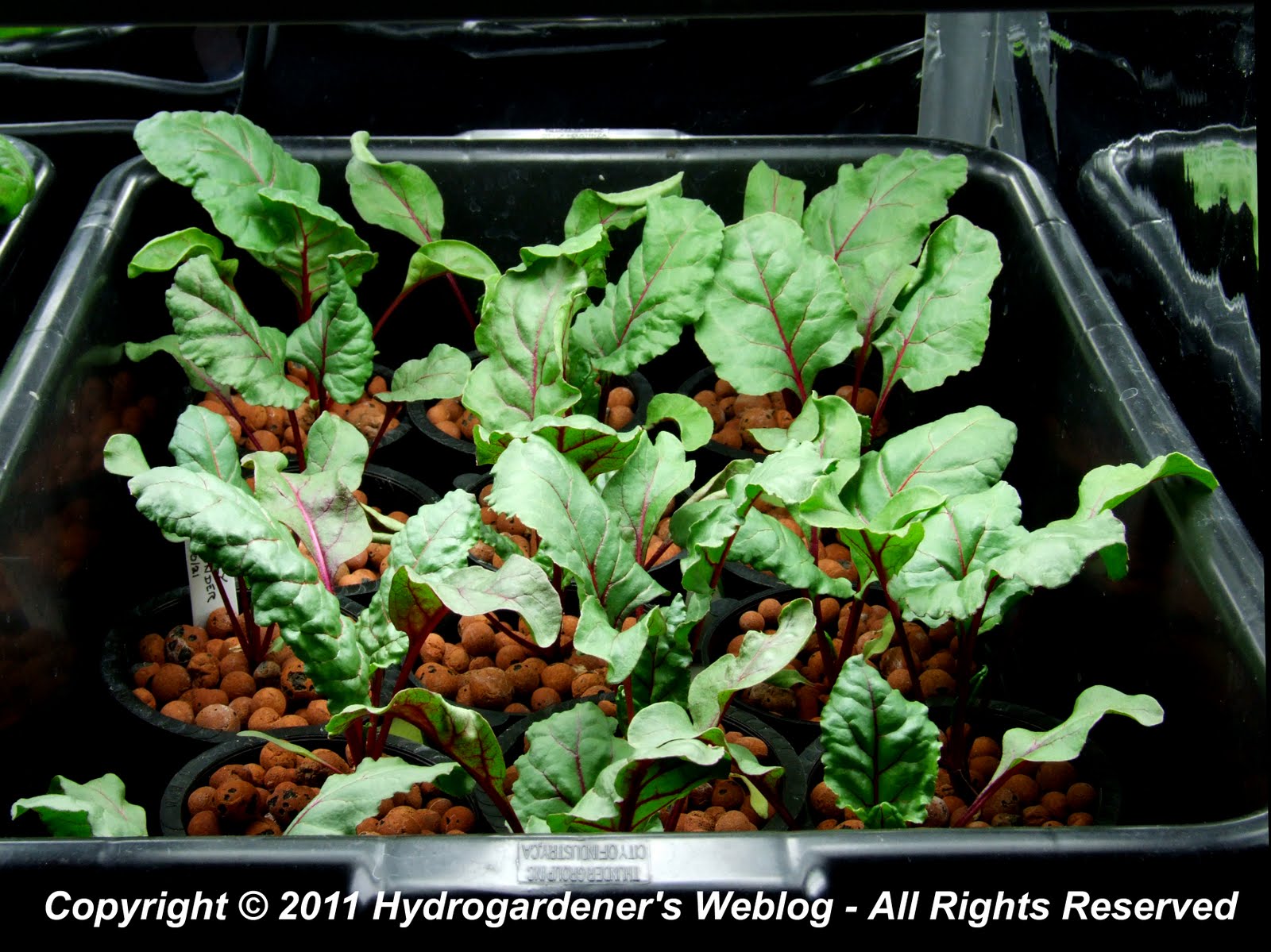 Hydroponic November 2011