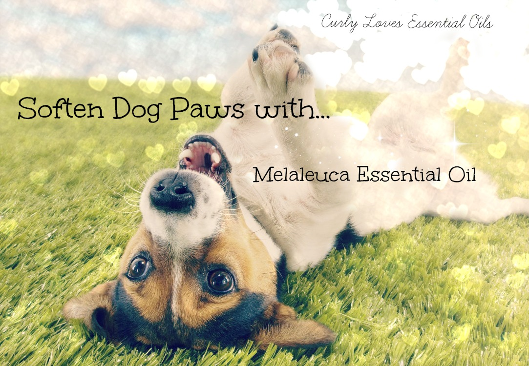 Curly Loves Essential Oils Soften Dog Paws with Melaleuca Essential Oil