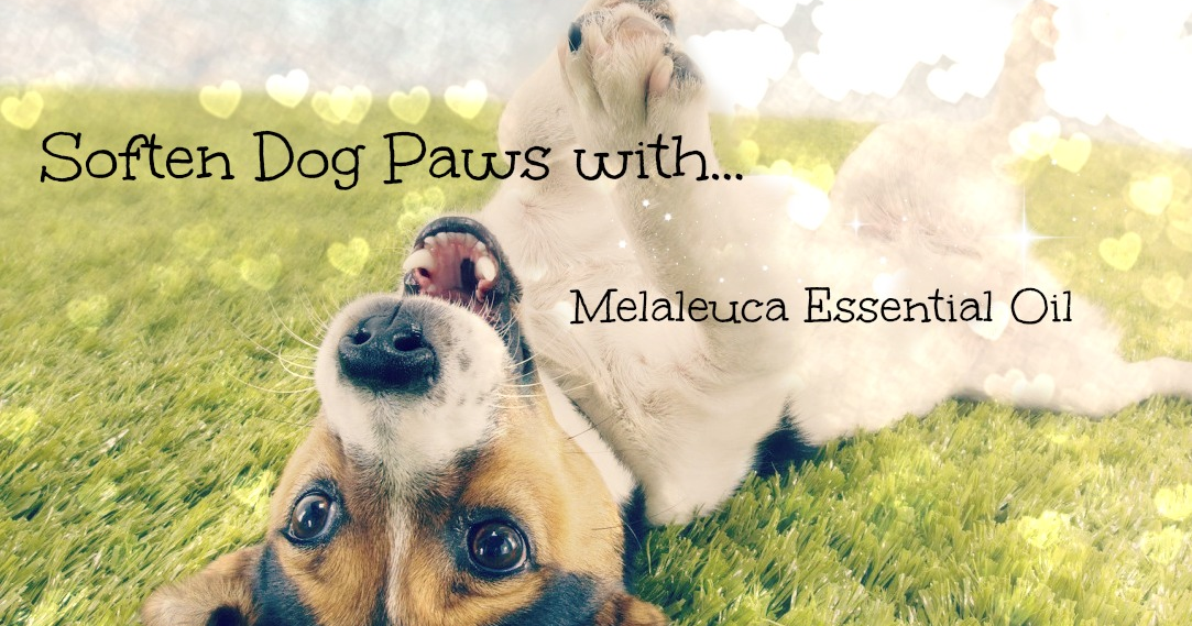 Curly Loves Essential Oils Soften Dog Paws with Melaleuca Essential Oil