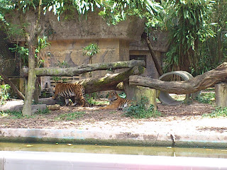 harimau tiger