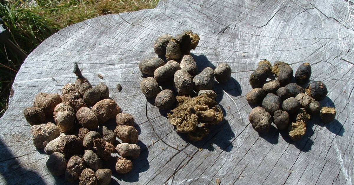 How does a mum kangaroo clean its pouch if a joey poops in it? r