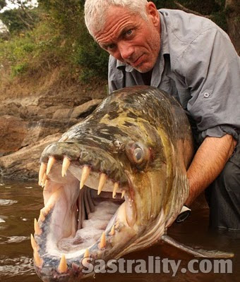 Ikan Pemangsa Buaya Terbesar di Dunia - Saat melakukan
